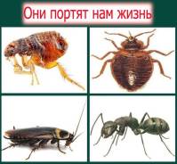 Профессиональное уничтожение насекомых (тараканов клопов блох)Гарантия