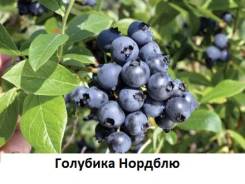 Голубика. Под заказ