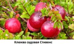 Клюква. Под заказ