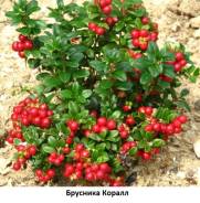 Брусника. Под заказ