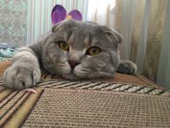 Шотландская вислоухая кошка.
