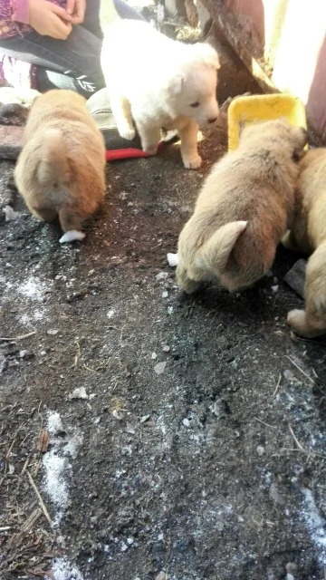 ������. ����