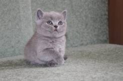 Британская кошка.