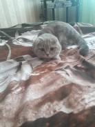Шотландская вислоухая короткошерстная кошка.