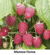 Малина.