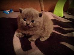 Шотландская кошка.