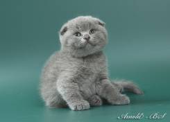 Шотландская кошка.