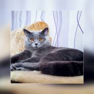 Британская кошка.