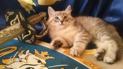 Невская маскарадная кошка.