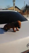 �����. ����