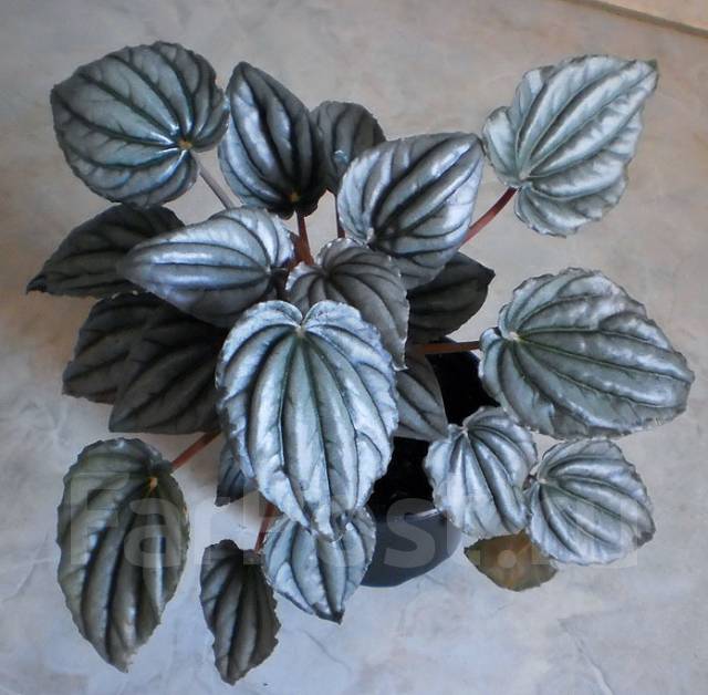 Пеперомия Peperomia griseoargentea