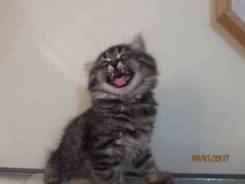 Шотландская прямоухая кошка.