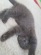 Шотландская вислоухая кошка.