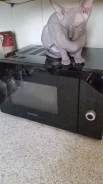 Gorenje ����