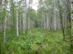 Продам или обменяю земельный участок 1 Гектар (100 соток)