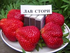 Клубника. Под заказ