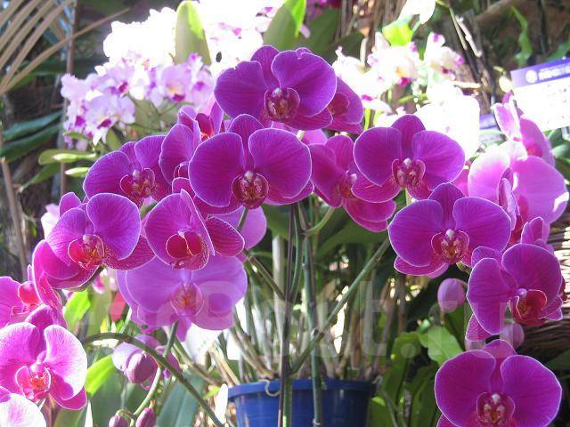 тамаша жопа бар жетілген