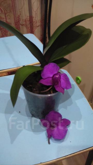 Olivia Olive порно видео