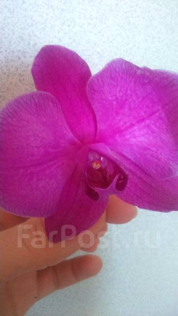 Нағыз ресейлік құдалар