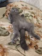 Шотландская кошка.
