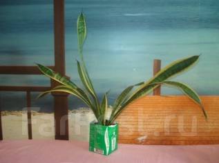 Сансевиерия сансевьера Sansevieria обсуждаем способы