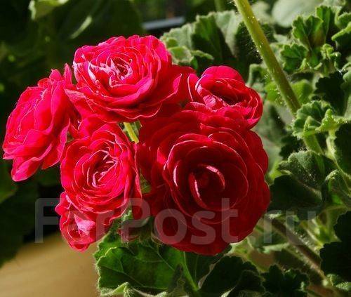 Вива розита пеларгония фото описание