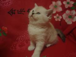 Шотландская кошка.