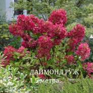 Гортензия.