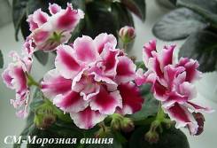 Фиалка.