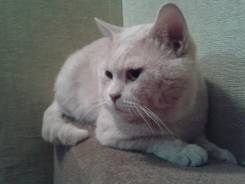 Шотландская прямоухая короткошерстная кошка.