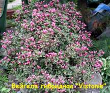 Вейгела гибридная "Vistonie"