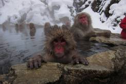 Япония. Gifu. Горнолыжный тур. Горящий ТУР: Незабываемый горнолыжный отдых в Японии!