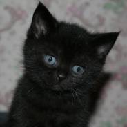 Кошки.