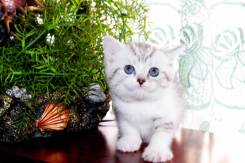 Британская короткошерстная кошка.