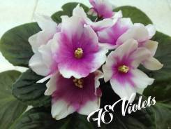 Сенполия.