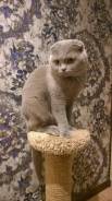 Шотландская вислоухая кошка.