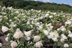 Гортензия метельчатая "Grandiflora"