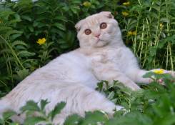 Шотландская вислоухая кошка.