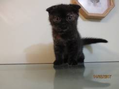 Шотландская вислоухая кошка.