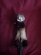 ������. ����