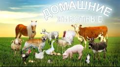 Сельскохозяйственные животные.