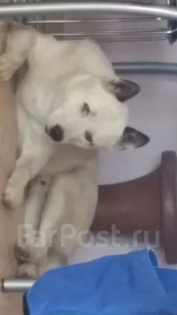 �����. ����