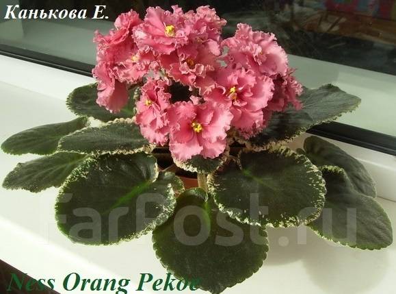 Фиалка Orange Pekoe Фото