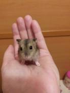 Хомяки.