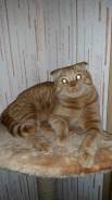 Шотландская кошка.