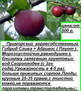 Слива.