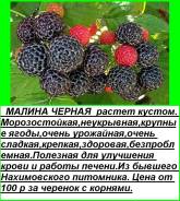 Малина.
