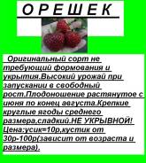 Клубника.
