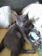Русская голубая кошка.