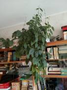 Клеродендрум.